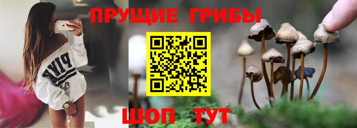 Галлюциногенные грибы Psilocybine cubensis  Гурьевск 